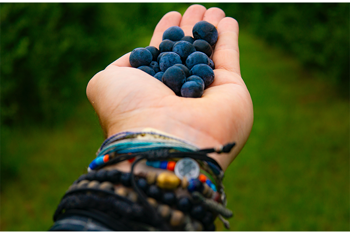 women picking vegetables